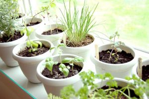 Growing Herbs at Home