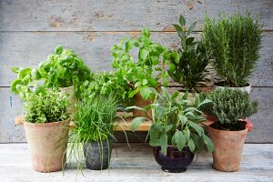 Growing Herbs at Home